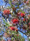 Grevillea speciosa