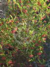 Grevillea speciosa