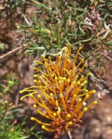 Grevillea spinosa