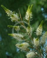 Grevillea trachytheca