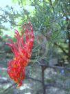 Grevillea treueriana