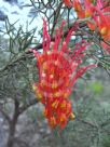 Grevillea treueriana