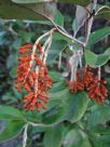 Grevillea victoriae