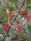 Grevillea wickhamii