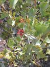 Grevillea wickhamii aprica