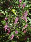 Grevillea wilkinsonii