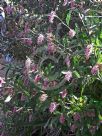 Grevillea wilkinsonii