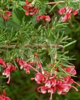 Grevillea Crosbie Morrison