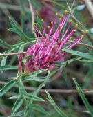 Grevillea Bronze Rambler