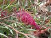 Grevillea Bronze Rambler