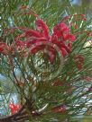 Grevillea Bon Accord