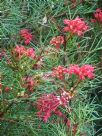 Grevillea Bon Accord