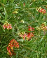 Grevillea Bonnie Prince Charlie