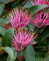 Grevillea Bush Carpet