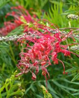 Grevillea Claire Dee