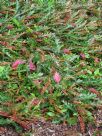 Grevillea Fanfare