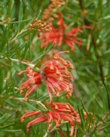 Grevillea Audrey