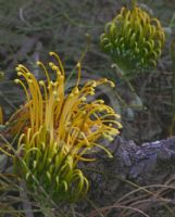 Grevillea Cooroora Cascade