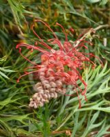 Grevillea Robyn Gordon