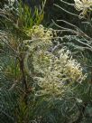 Grevillea Ivory Whip