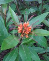 Grevillea Orange Marmalade