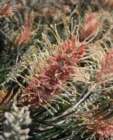 Grevillea Kay Williams