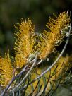 Grevillea Sandra Gordon