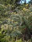 Grevillea Sandra Gordon