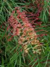 Grevillea Ned Kelly