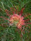 Grevillea Ned Kelly