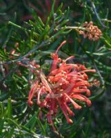 Grevillea Poorinda Constance