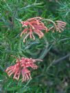 Grevillea Poorinda Constance