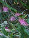 Grevillea Coastal Glow