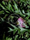 Grevillea Copper Rocket