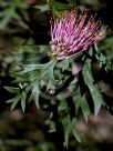 Grevillea Copper Rocket