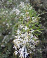 Grevillea White Wings