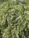 Grevillea White Wings