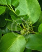 Griselinia littoralis