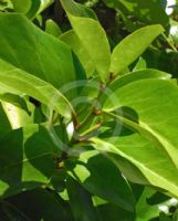 Griselinia lucida