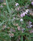 Guichenotia ledifolia