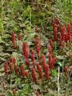 Gunnera prorepens