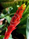 Guzmania