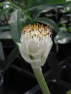 Haemanthus albiflos