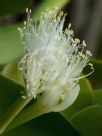 Haemanthus albiflos