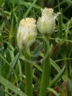 Haemanthus albiflos