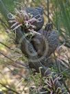 Hakea bakeriana