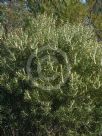 Hakea dactyloides