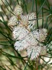 Hakea drupacea