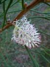 Hakea drupacea