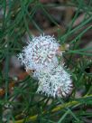 Hakea drupacea